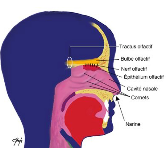 The olfactory apparatus, how does it work exactly?