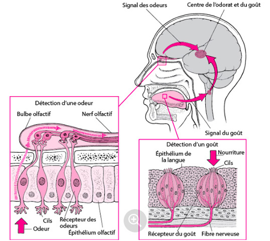 Le goût et l’odorat : deux sens très liés